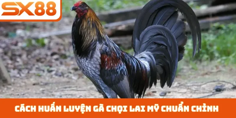 Gà Chọi Lai Mỹ - 3 Cách Chăm Sóc Giúp Chiến Kê Nhanh Lớn - Sacupo