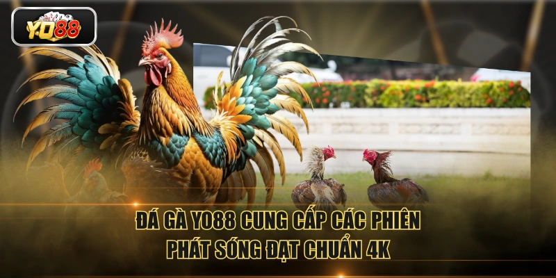 Đá Gà YO88 Phát Sóng Trực Tiếp Đá Gà Với Chất Lượng 4K - Sacupo