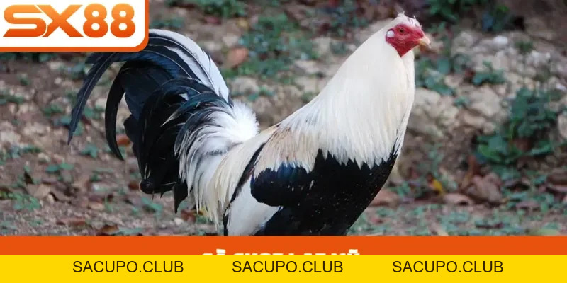 Dàn Đề Bất Tử - Chiến Thuật Tối Ưu Lợi Nhuận Tại SX88 - Sacupo