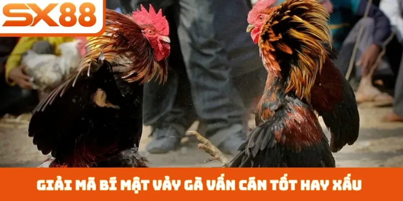 Vảy Gà Vấn Cán Tốt Hay Xấu - 3 Cách Nhận Biết Chiến Kê - Sacupo