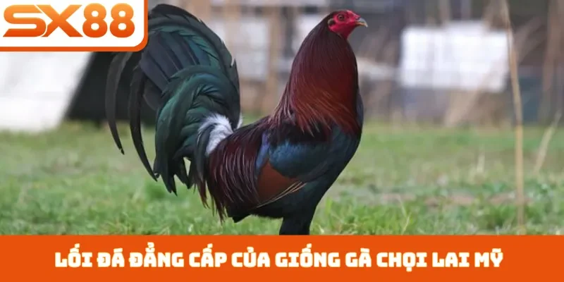 Gà Chọi Lai Mỹ - 3 Cách Chăm Sóc Giúp Chiến Kê Nhanh Lớn - Sacupo