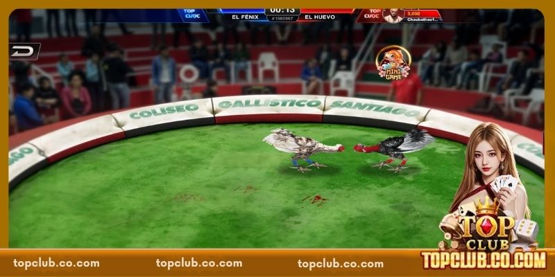 Đá Gà TOPCLUB - Sôi Động, Kịch Tính, Hấp Dẫn Từng Phút - Sacupo