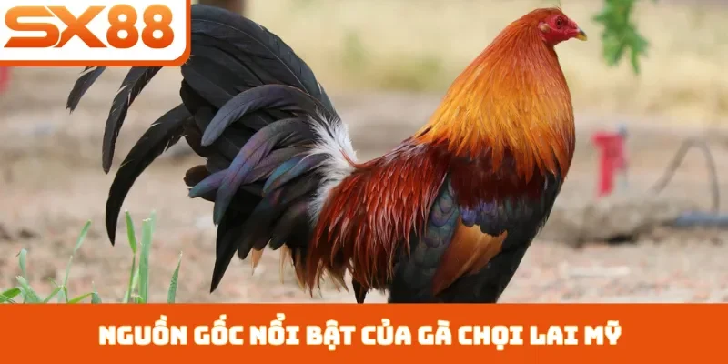 Gà Chọi Lai Mỹ - 3 Cách Chăm Sóc Giúp Chiến Kê Nhanh Lớn - Sacupo