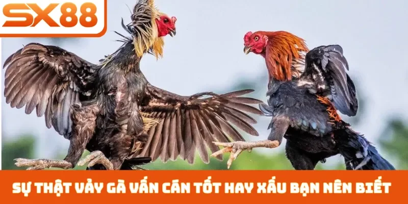 Vảy Gà Vấn Cán Tốt Hay Xấu - 3 Cách Nhận Biết Chiến Kê - Sacupo