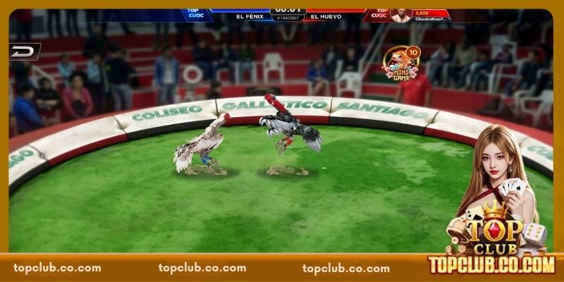 Đá Gà TOPCLUB - Sôi Động, Kịch Tính, Hấp Dẫn Từng Phút - Sacupo