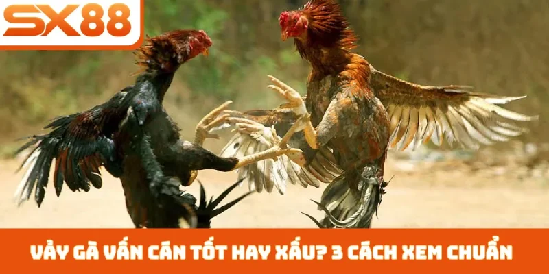 Vảy Gà Vấn Cán Tốt Hay Xấu - 3 Cách Nhận Biết Chiến Kê - Sacupo